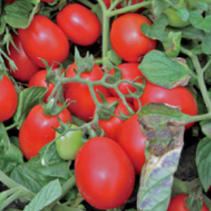 Геракл F1 - томат детерминантный, 10 000 семян, (Lark Seeds) фото, цена
